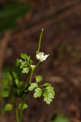 Cardamine