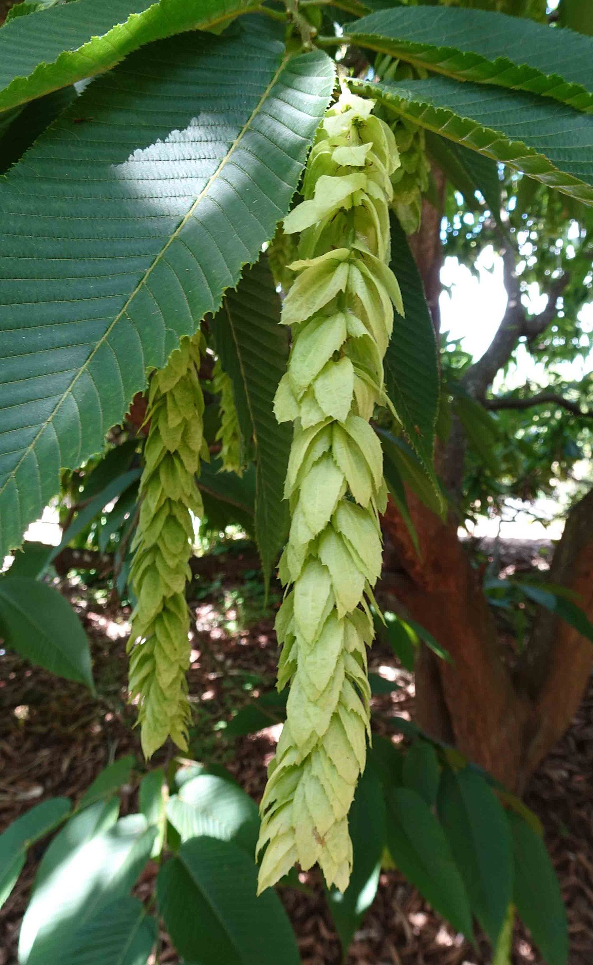 Carpinus fangiana