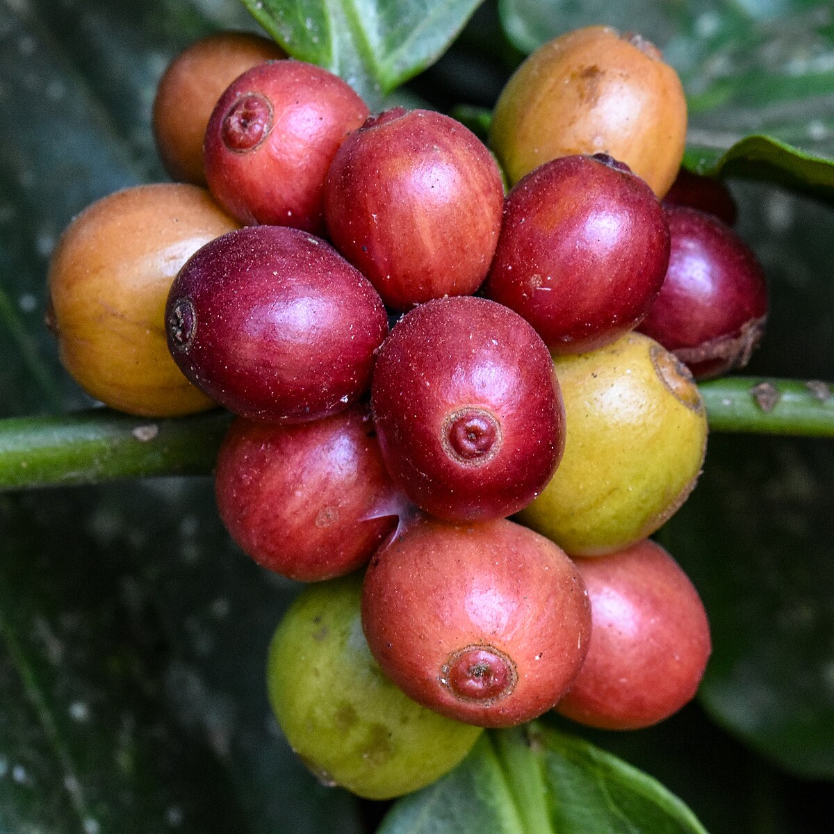 Coffea canephora (alt.)