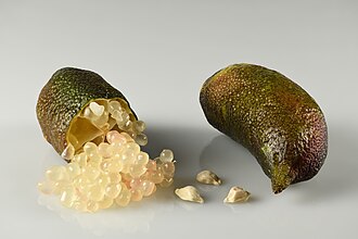 Citrus australasica