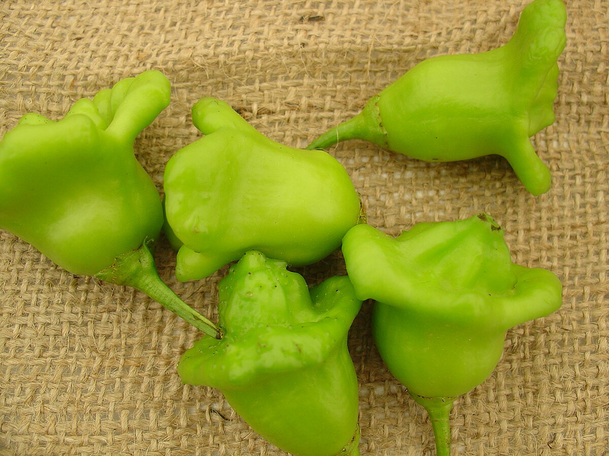 Capsicum baccatum CA272