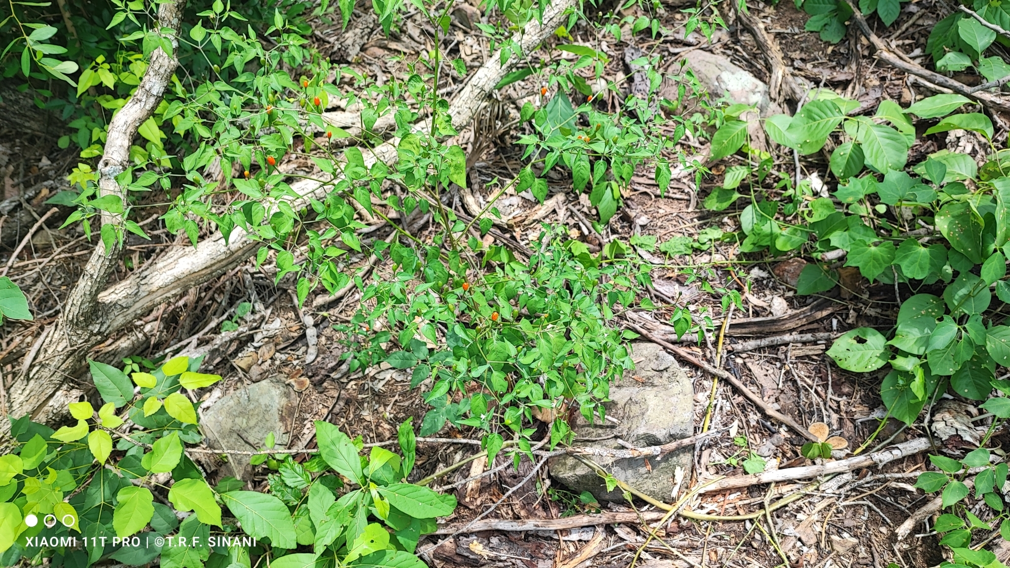 Capsicum chacoense