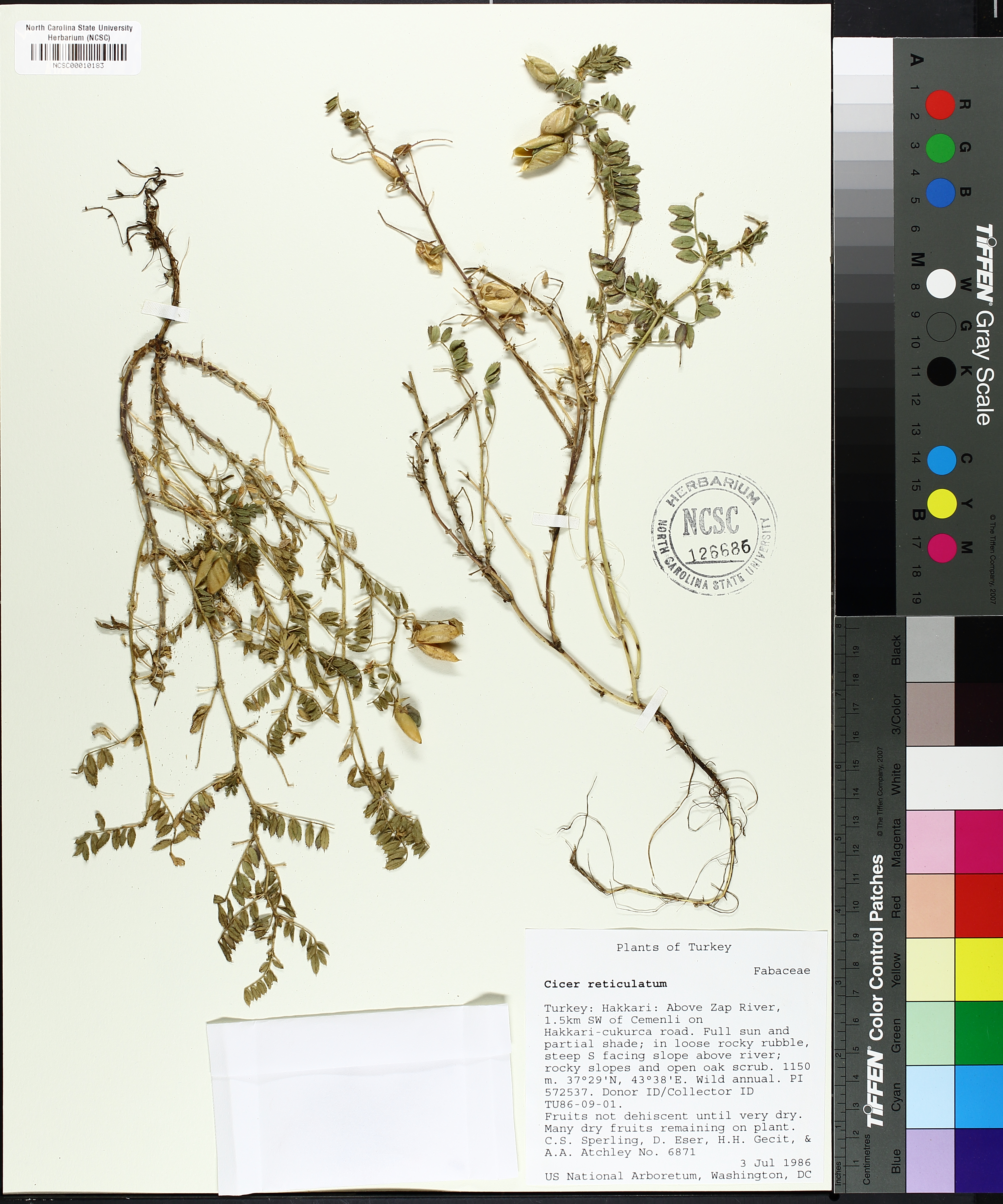 Cicer reticulatum PBC932
