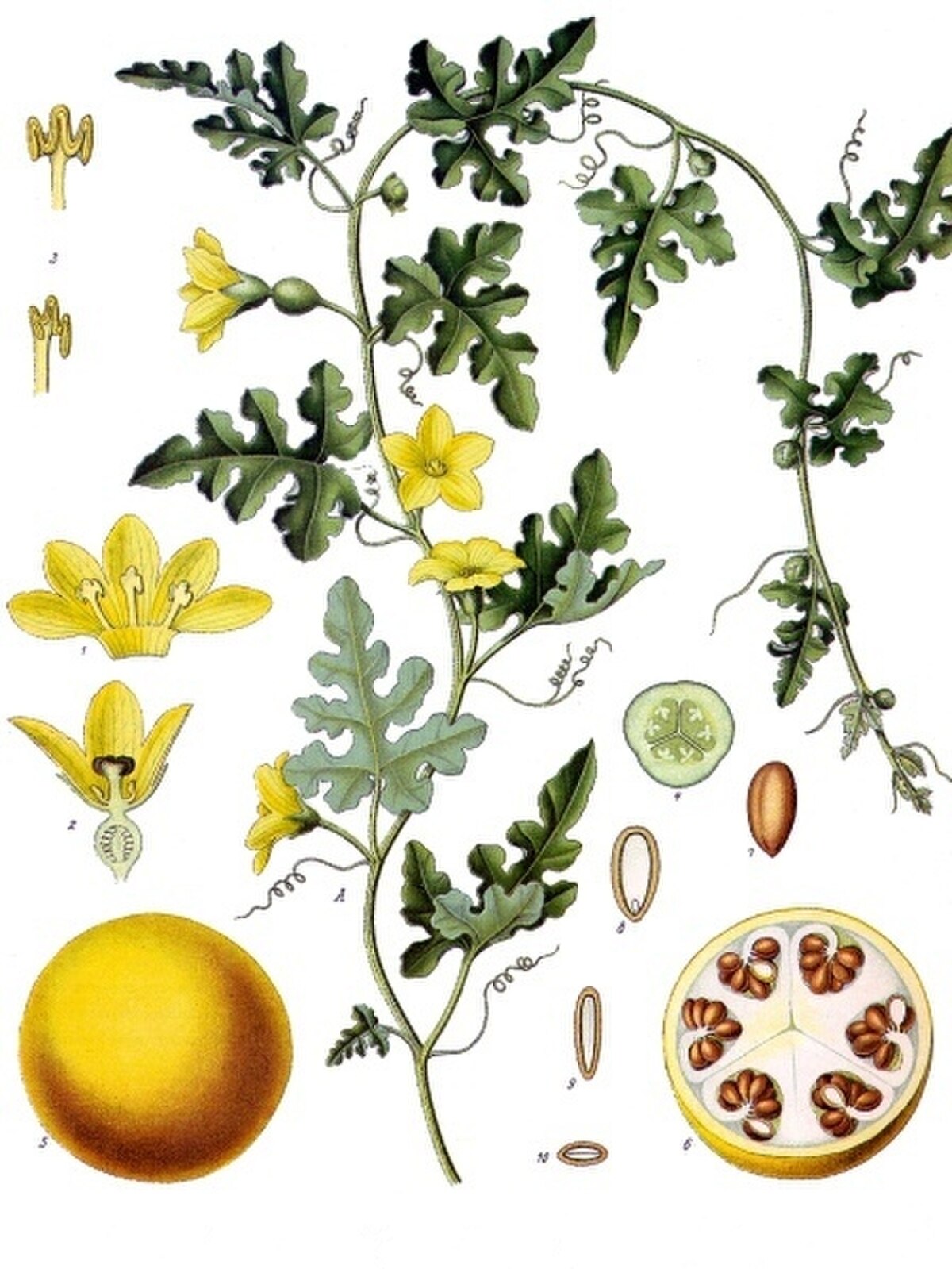 Citrullus colocynthis PI537300