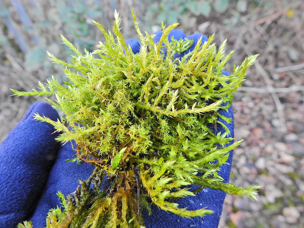 Calliergonella cuspidata