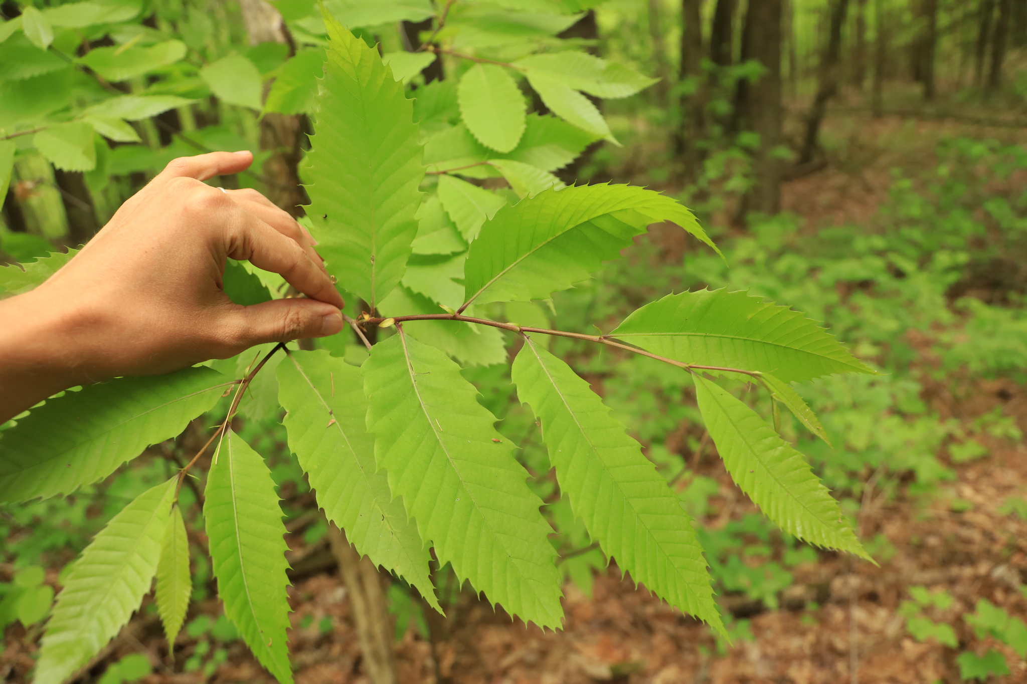 Castanea dentata