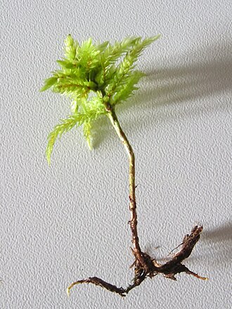 Climacium dendroides