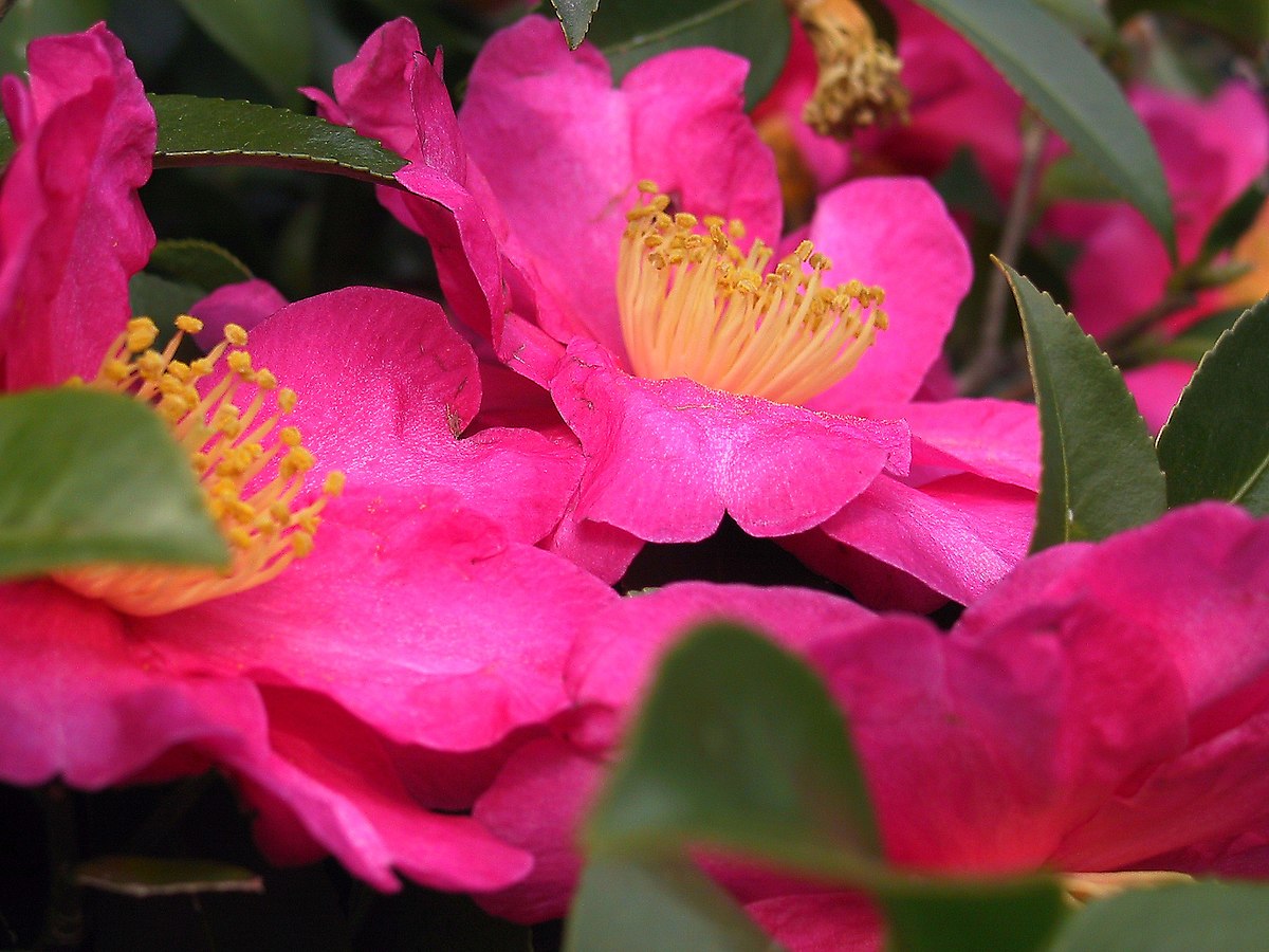 Camellia fascicularis