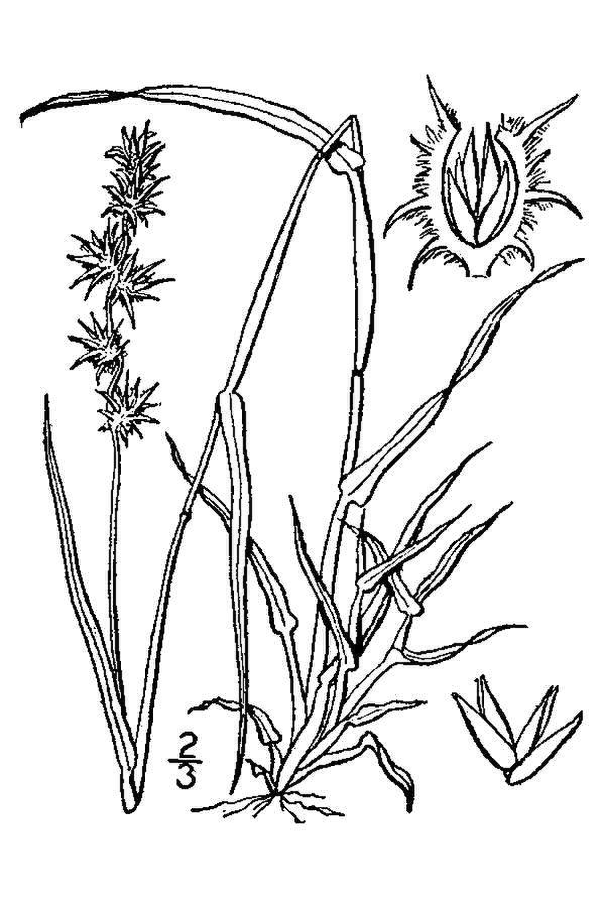 Cenchrus fungigraminus