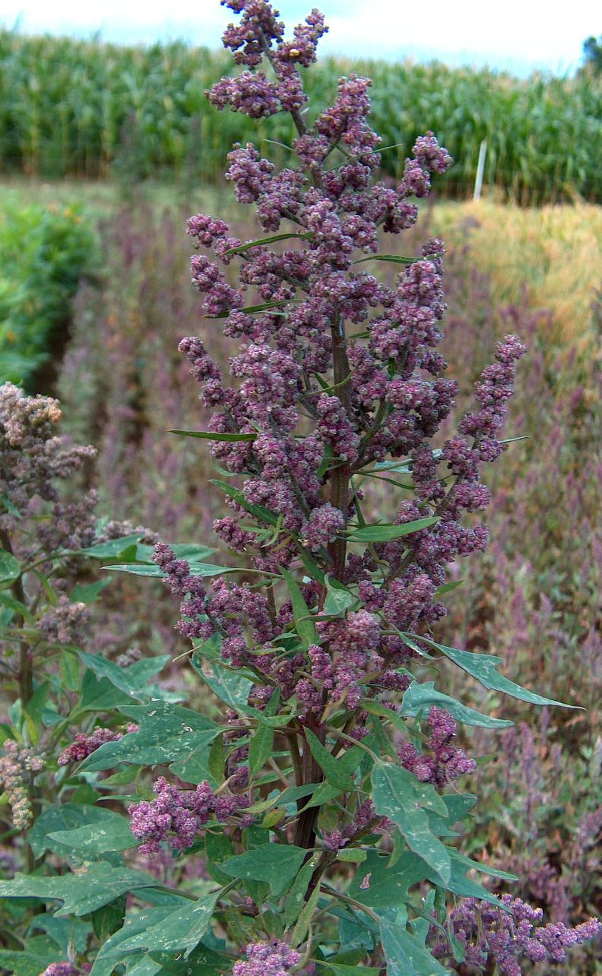Chenopodium quinoa