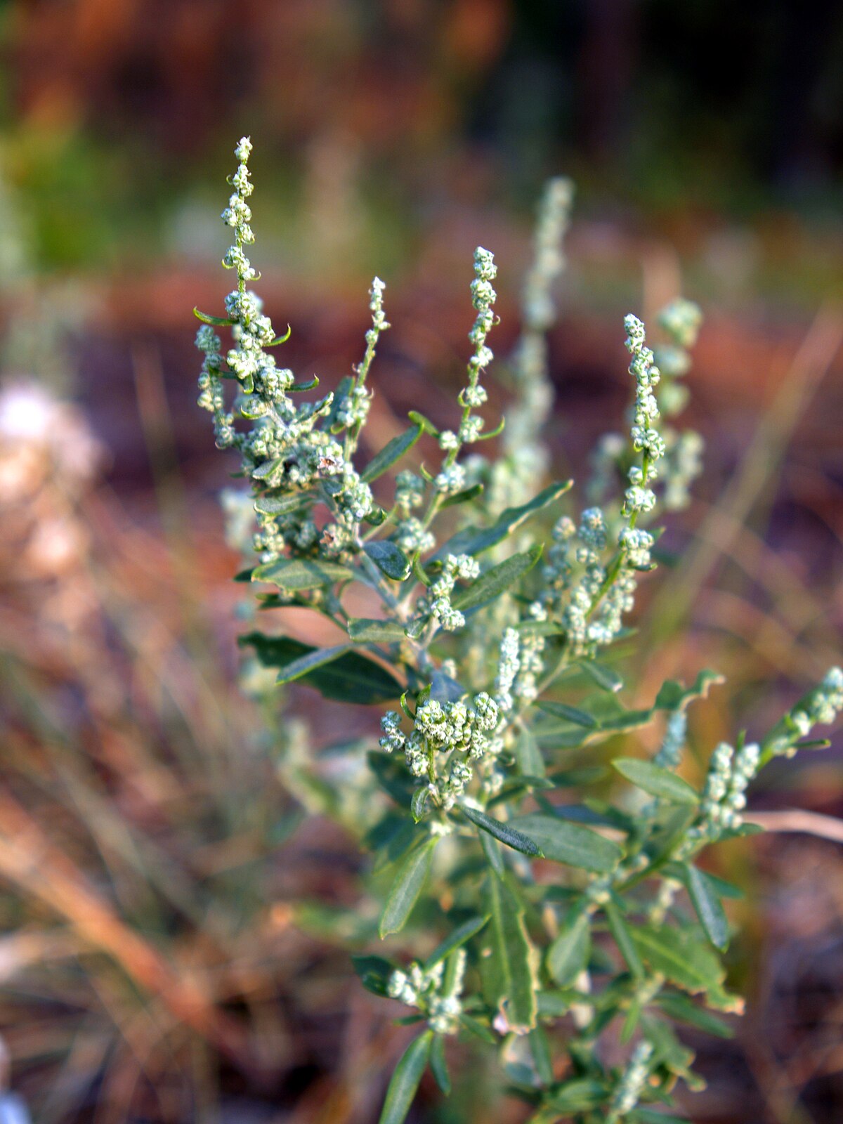 Chenopodium watsonii