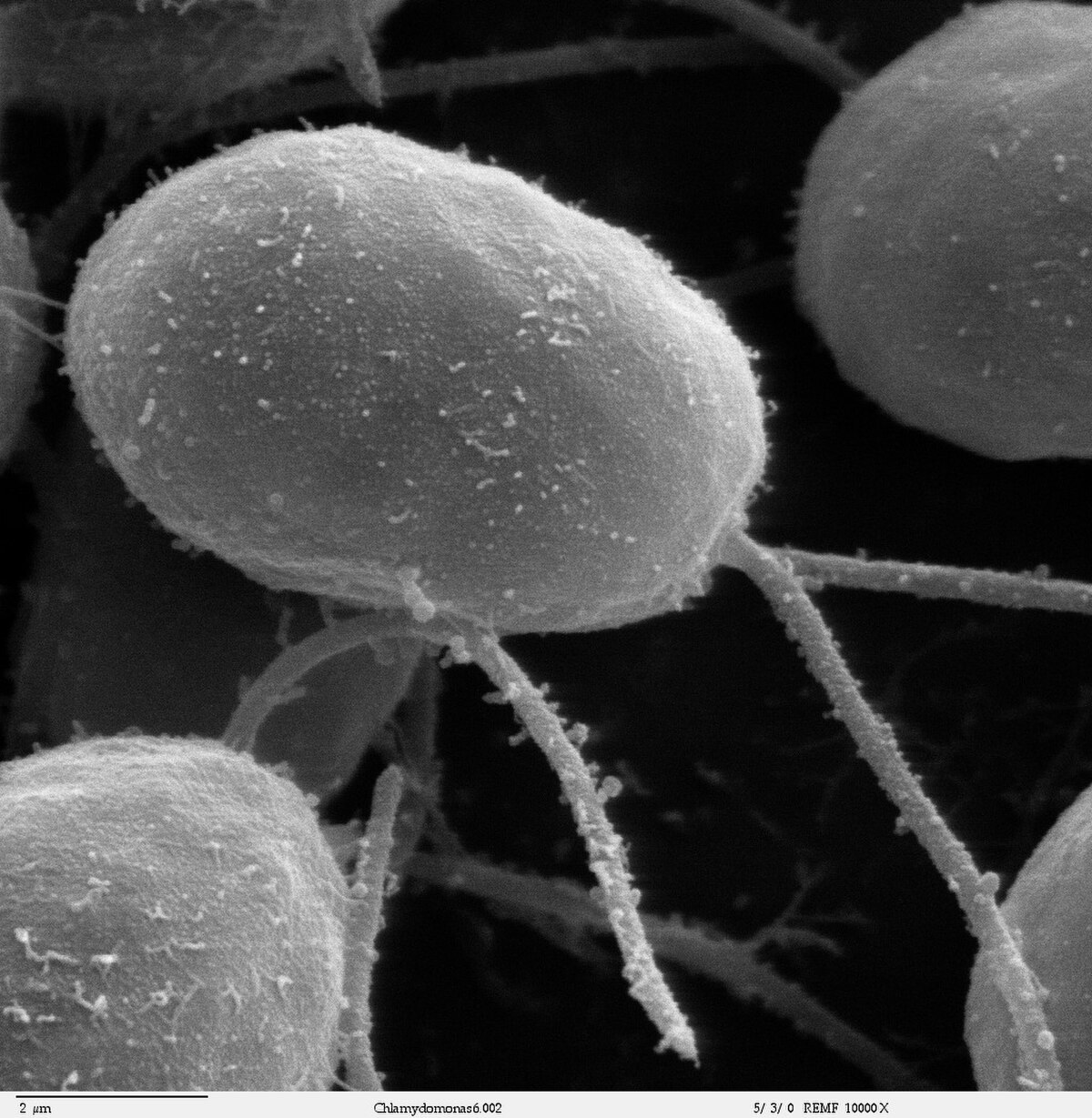 Chlamydomonas eustigma