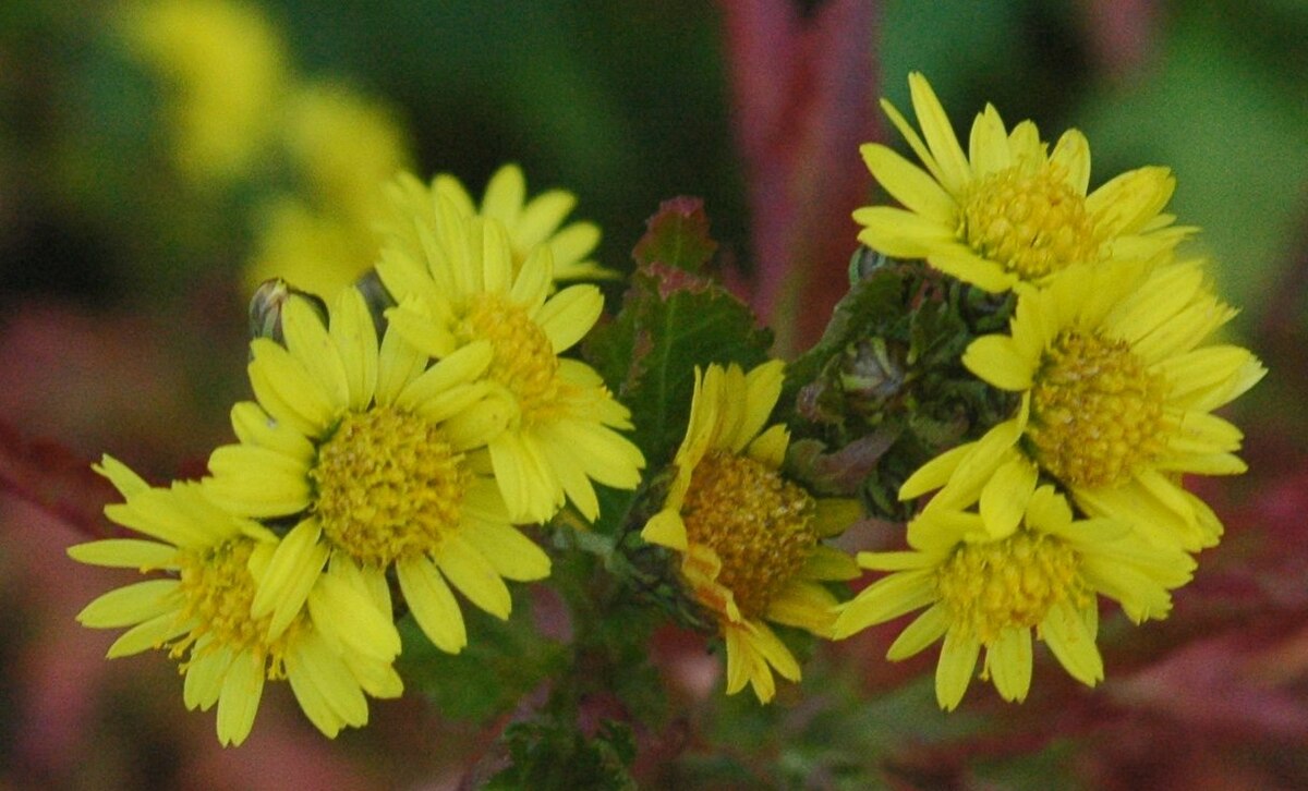 Chrysanthemum nankingense