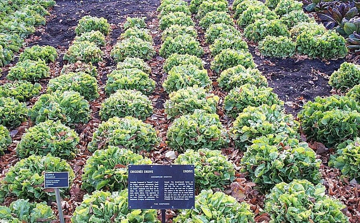 Cichorium endivia