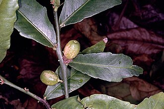 Citrus inodora