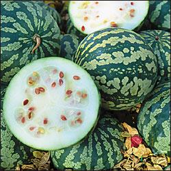 Citrullus amarus