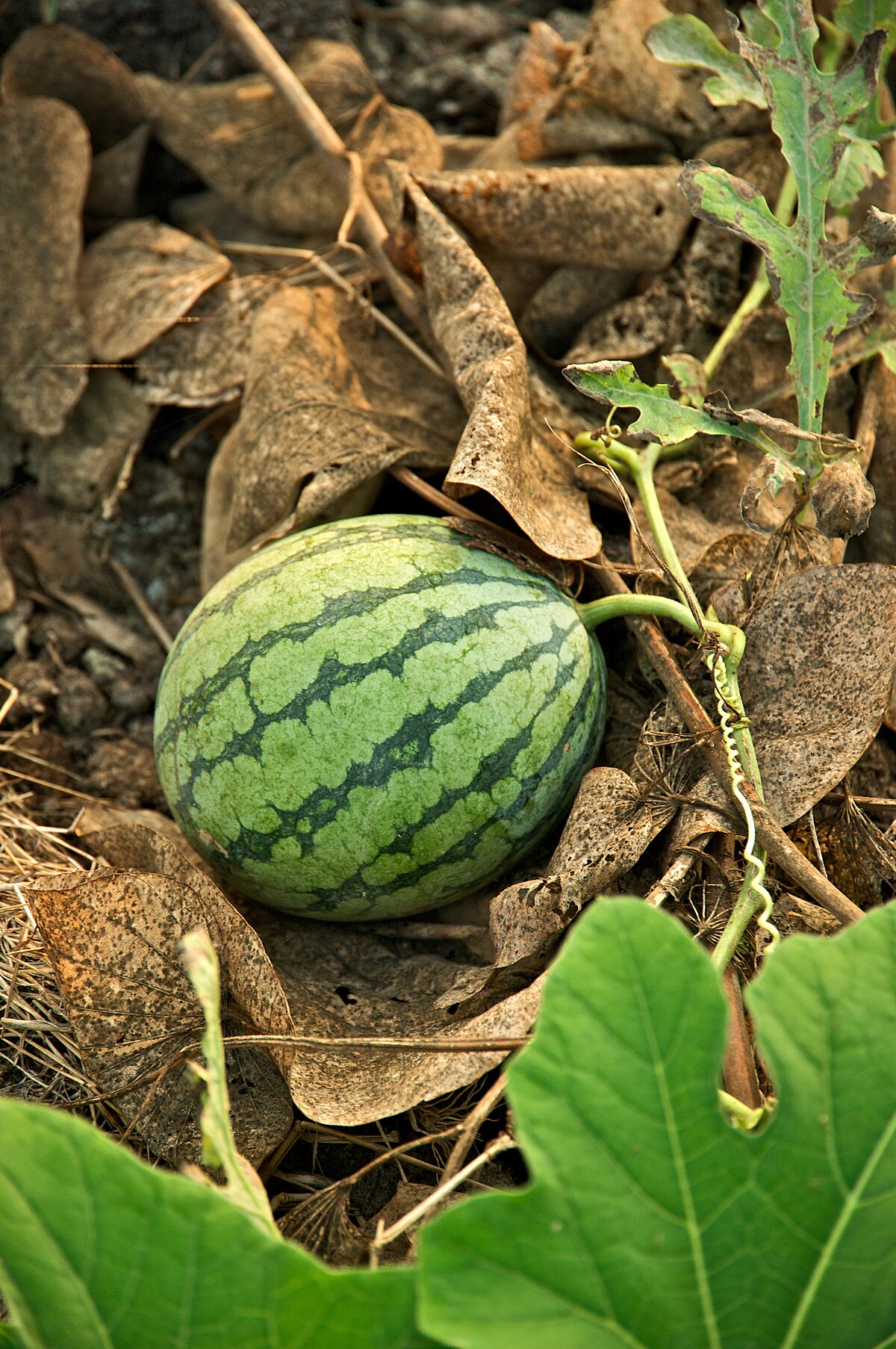 Citrullus lanatus
