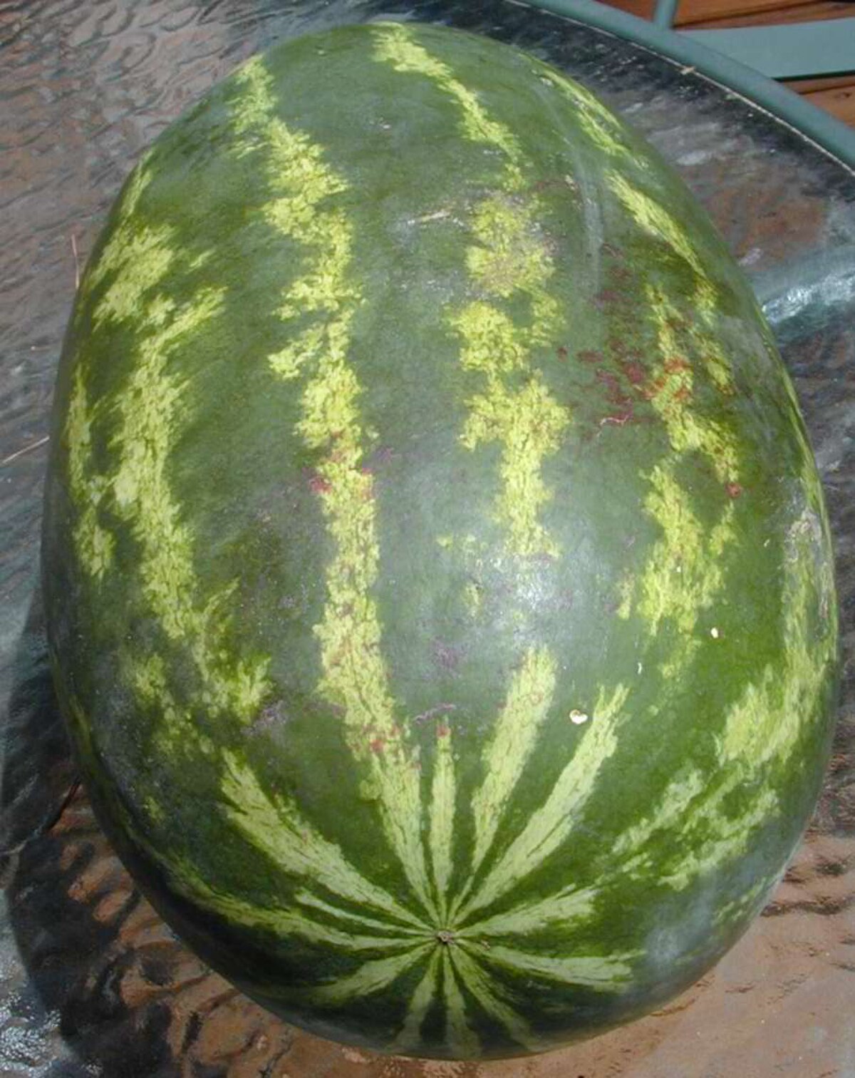 Citrullus mucosospermus