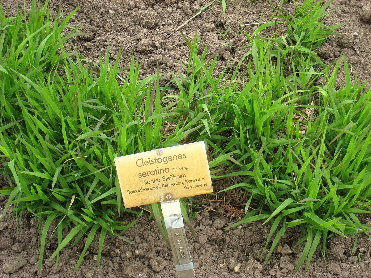Cleistogenes songorica