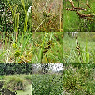 Carex littledalei