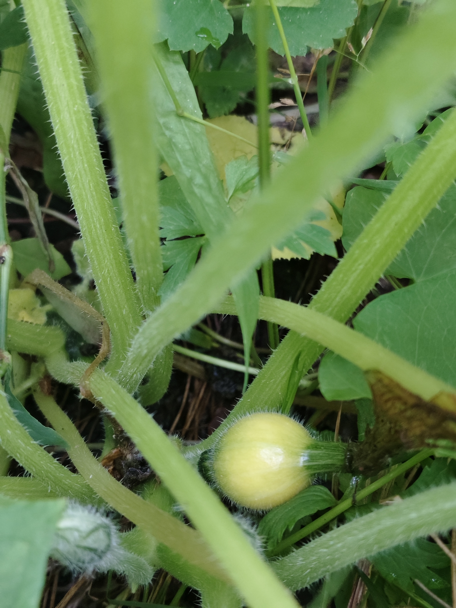 Cucurbita maxima