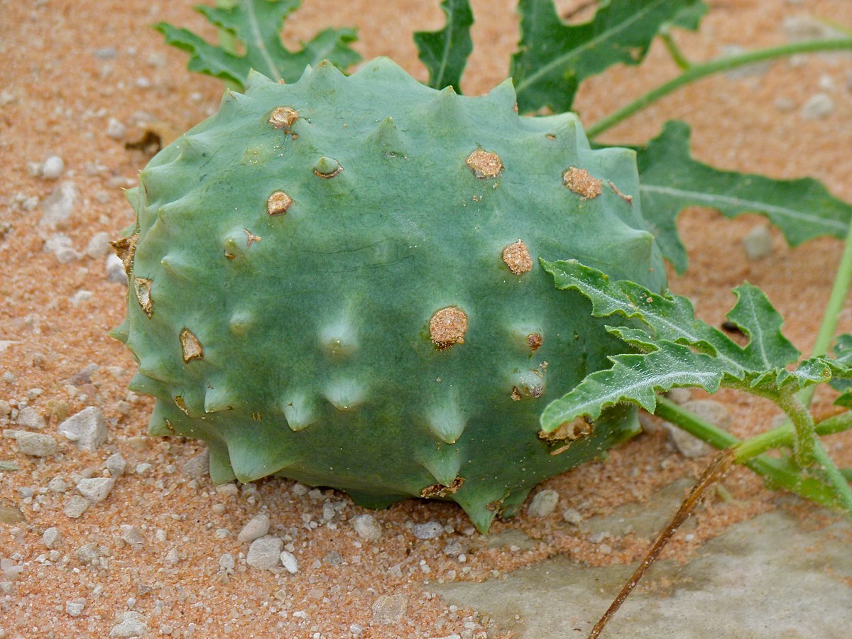 Citrullus naudinianus PI596694F