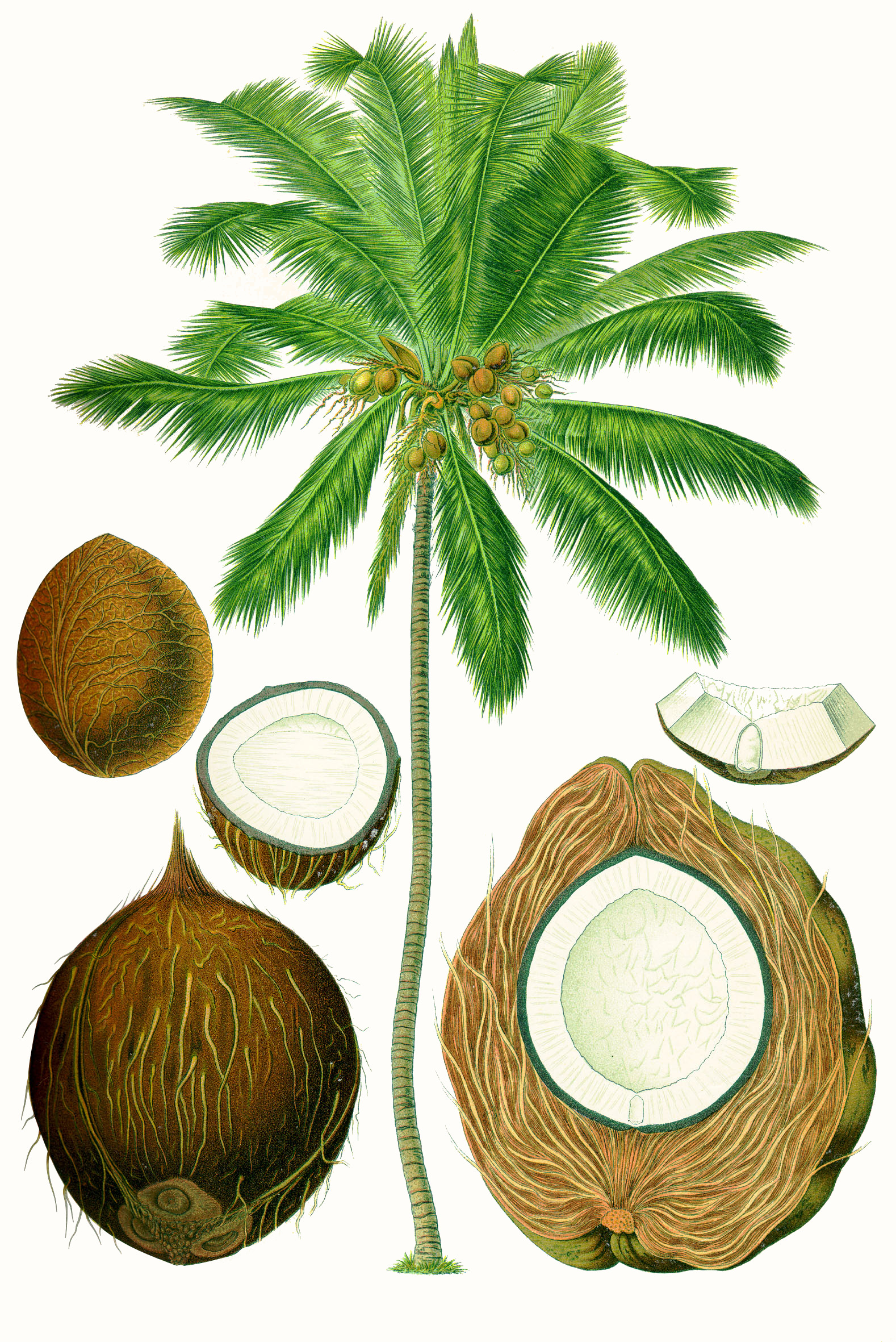 Cocos nucifera