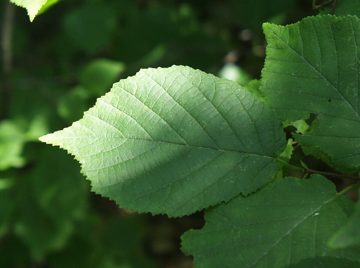 Corylus americana
