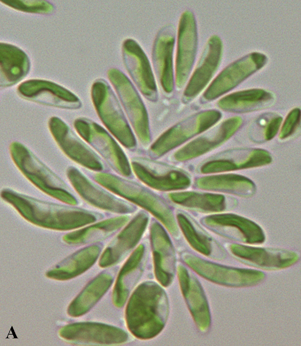 Coccomyxa subellipsoidea