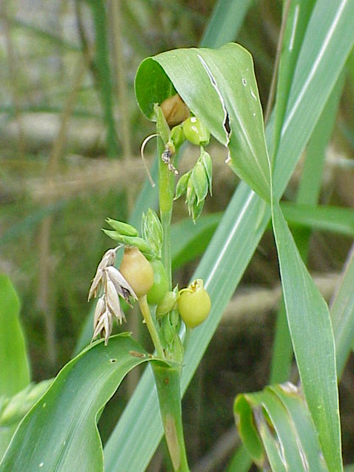 Coix lacrymajobi