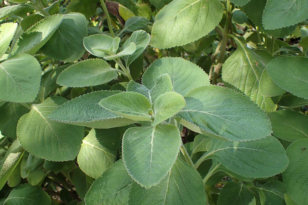 Coleus barbatus