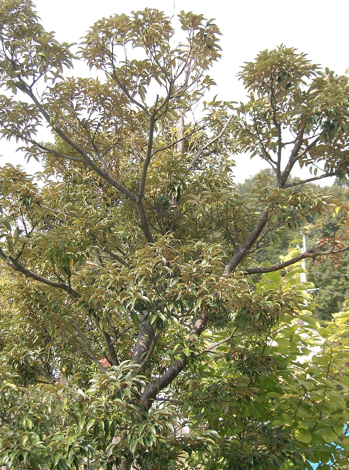 Castanopsis Orthacantha
