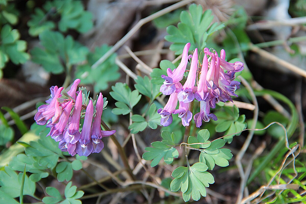 Corydalis tomentella