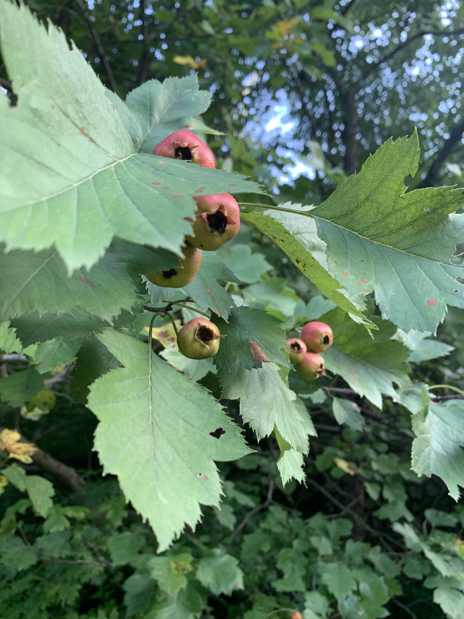 Crataegus pinnatifida