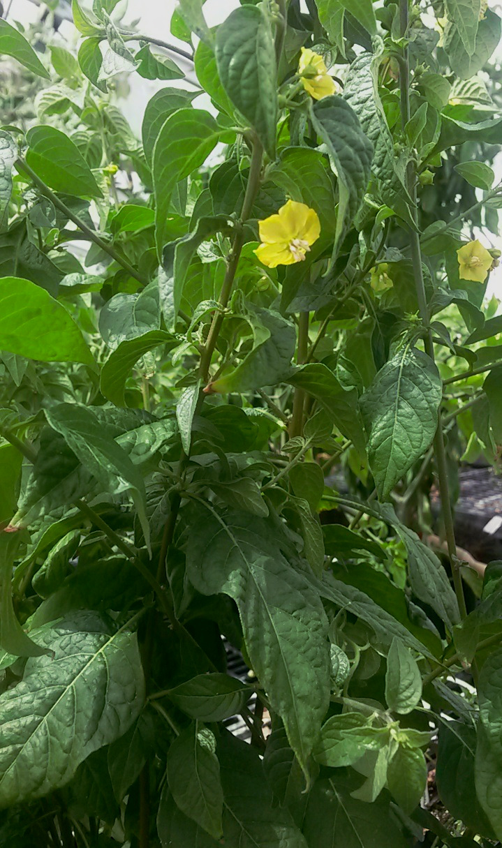 Capsicum rhomboideum CA352