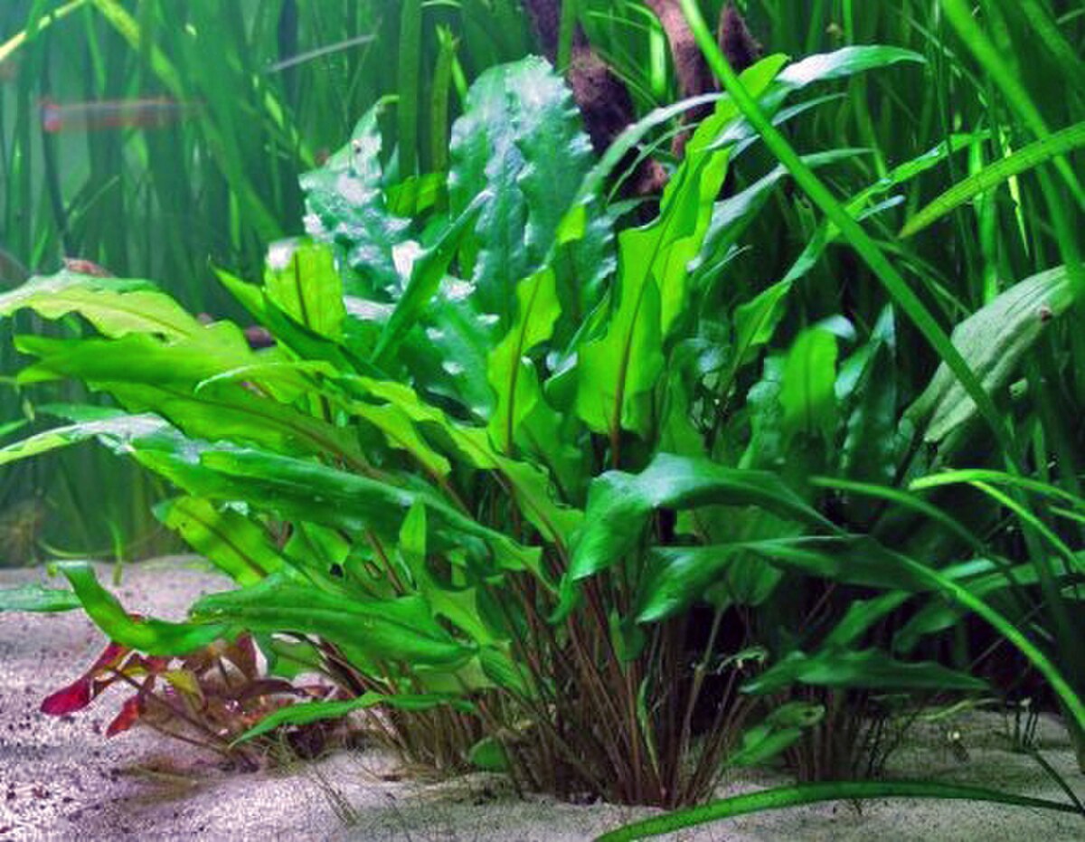 Cryptocoryne crispatula
