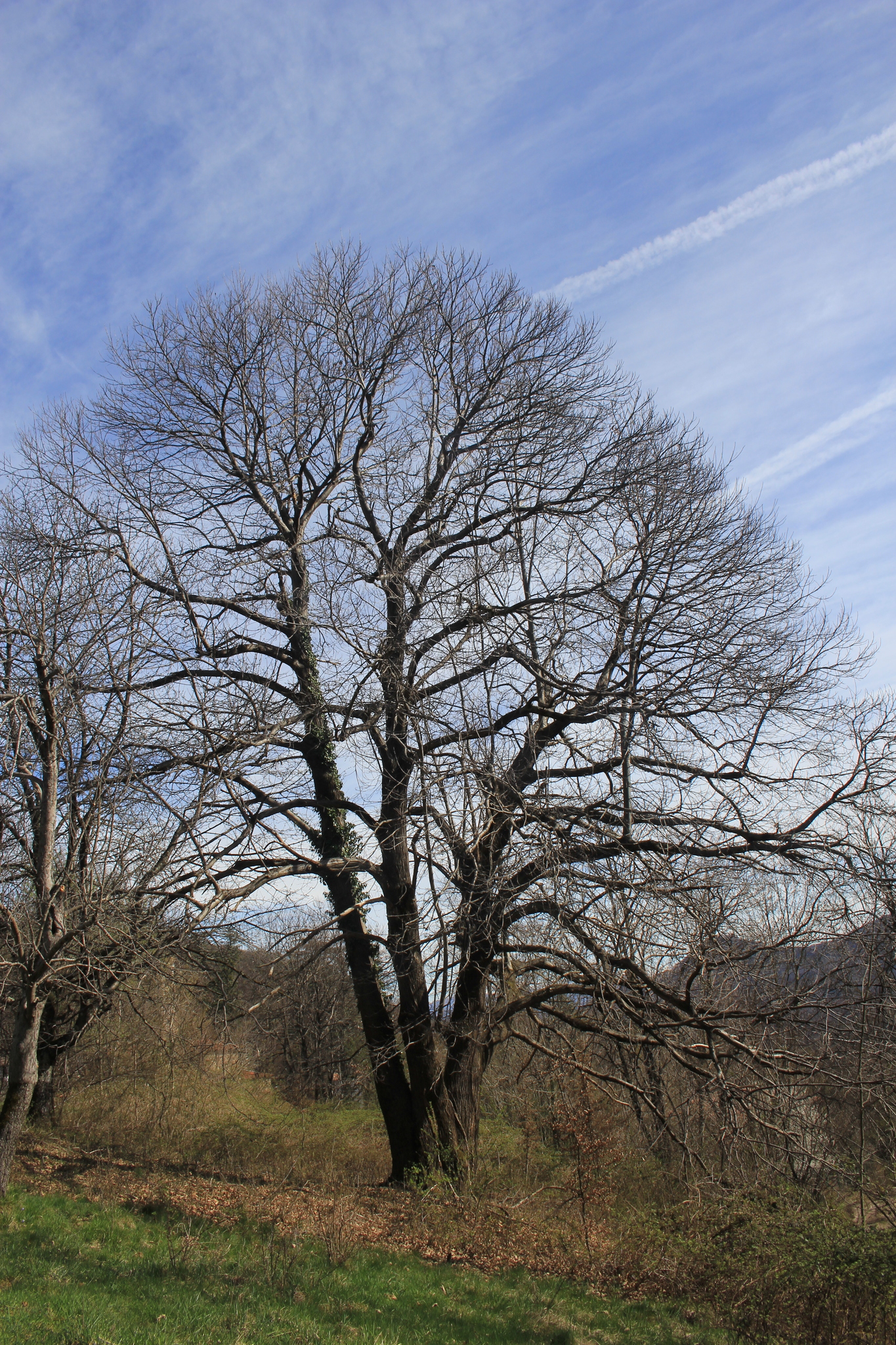 Castanea sativa
