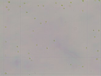 Chlorella sorokiniana NS4-2