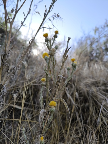 Centaurea solstitialis