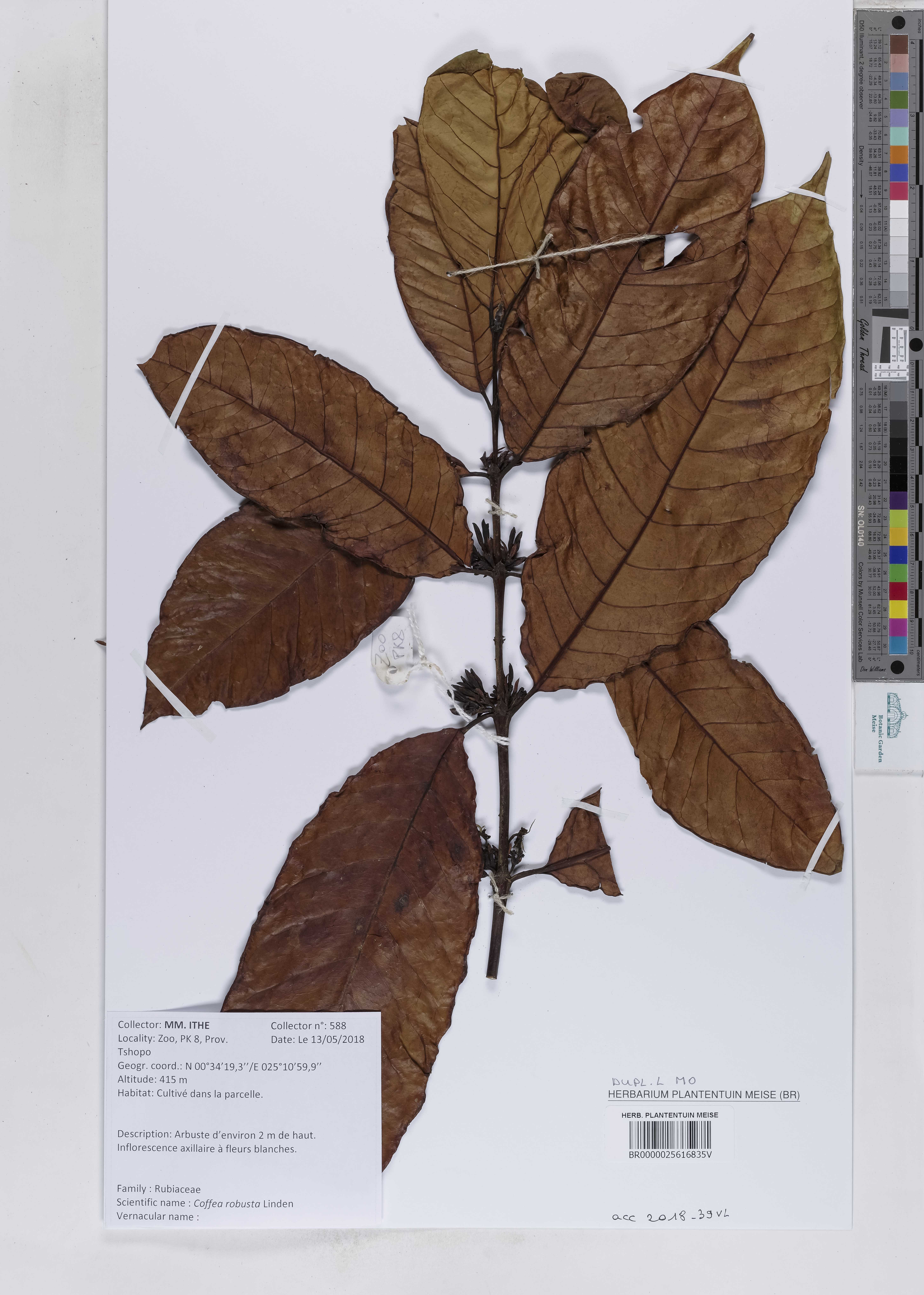 Coffea canephora NS4-2
