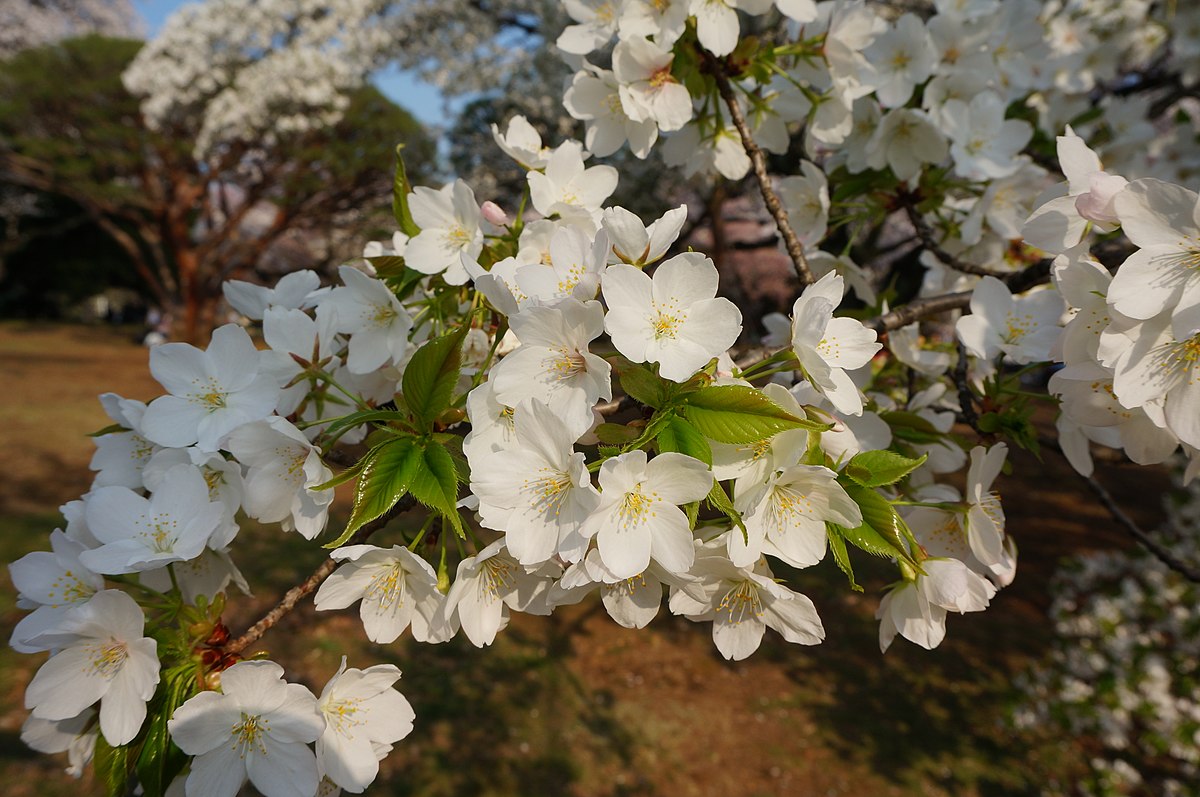 Cerasus speciosa IZO01