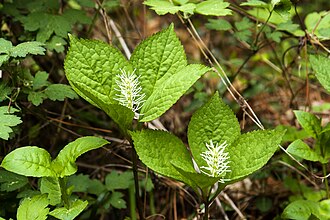 Chloranthus
