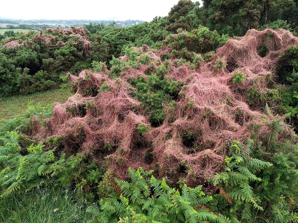 Cuscuta epithymum
