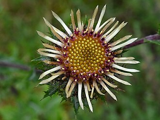 Carlina vulgaris
