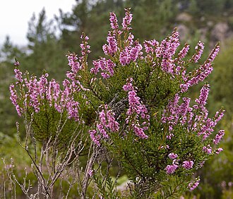 Calluna