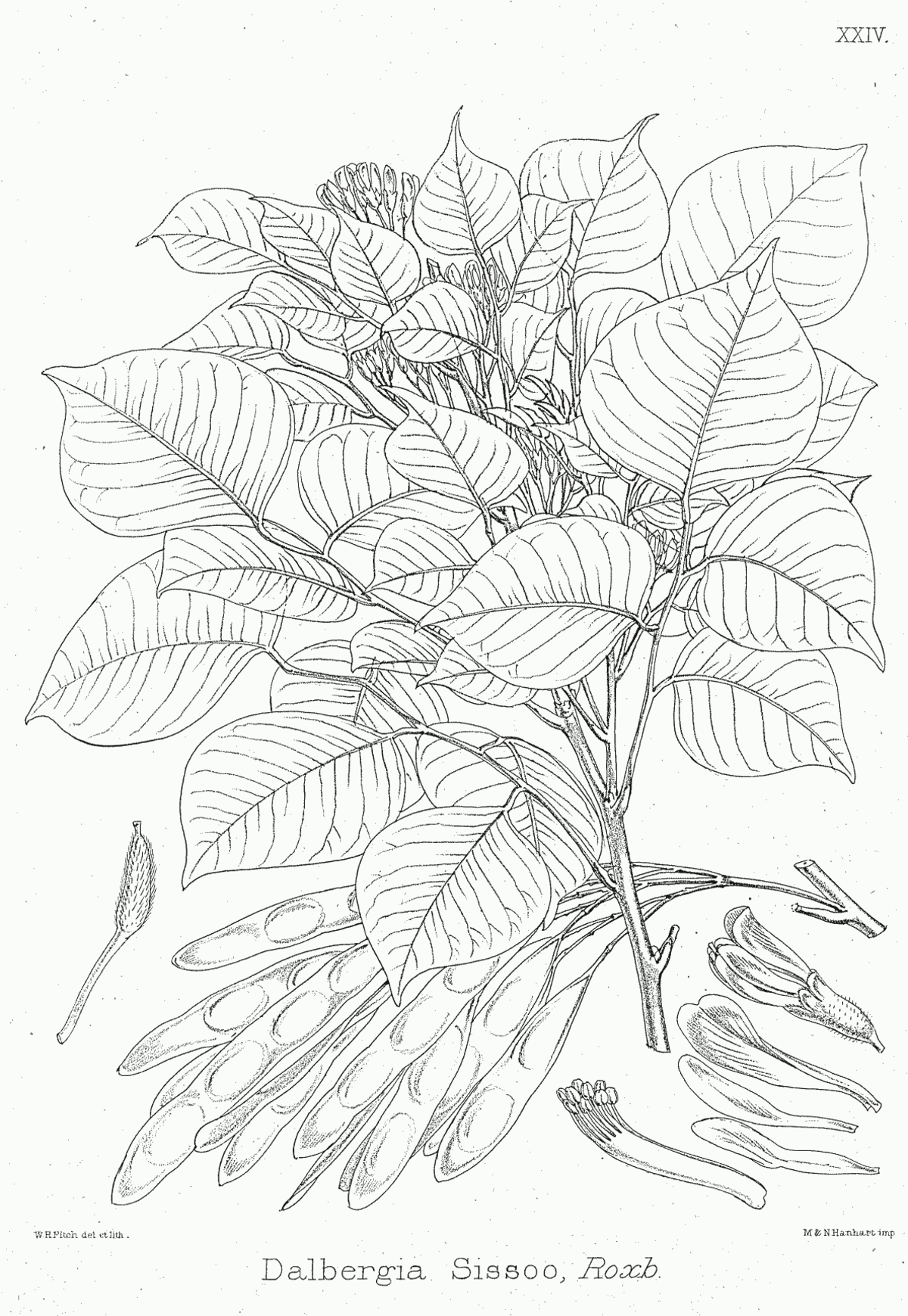 Dalbergia cultrata