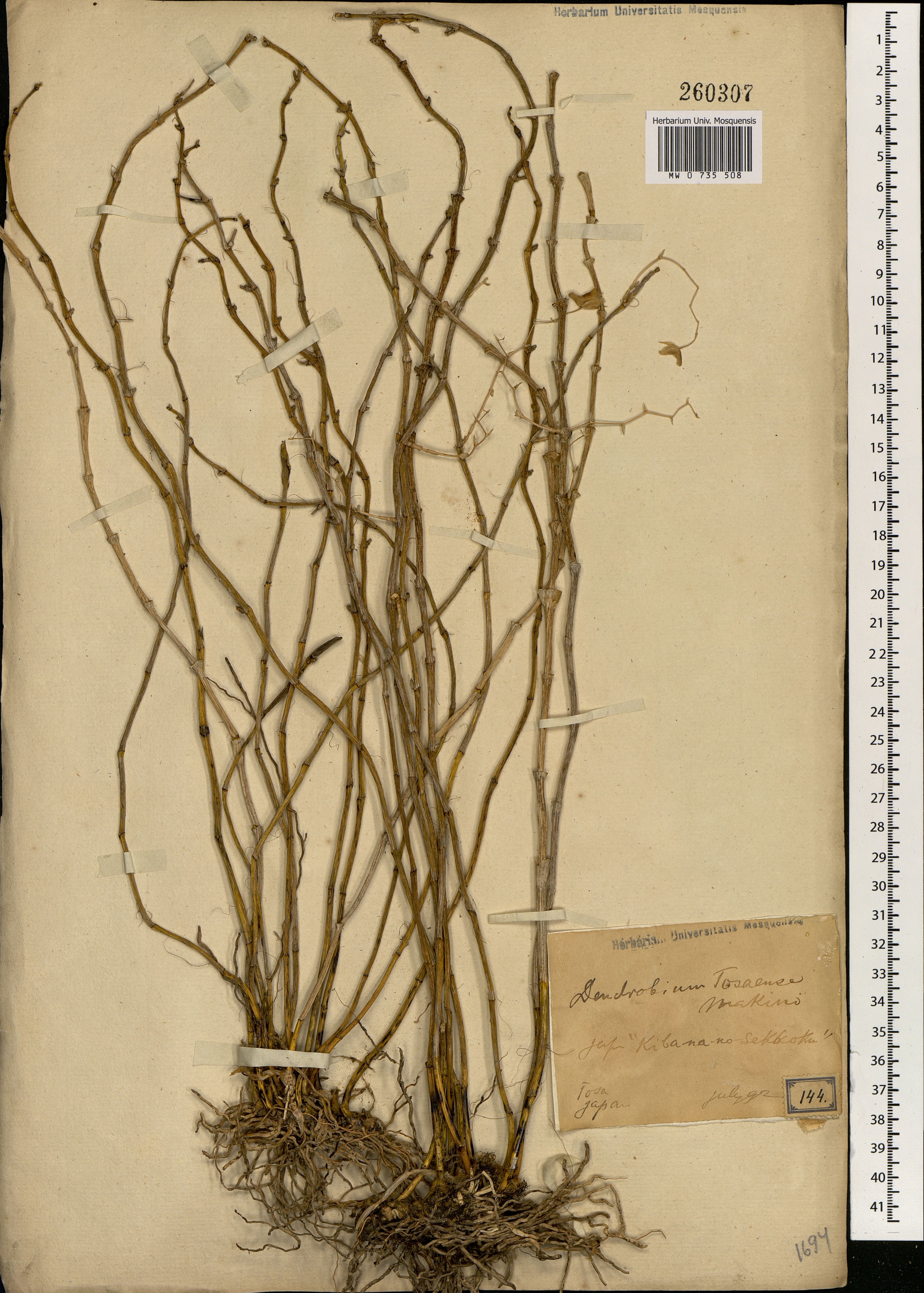 Dendrobium catenatum