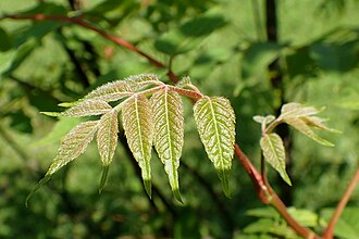 Dipteronia dyeriana