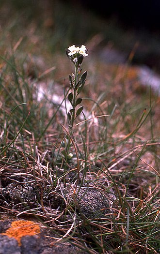 Draba incana