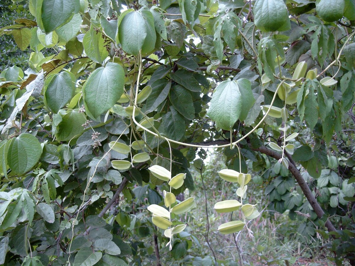 Dioscorea dumetorum